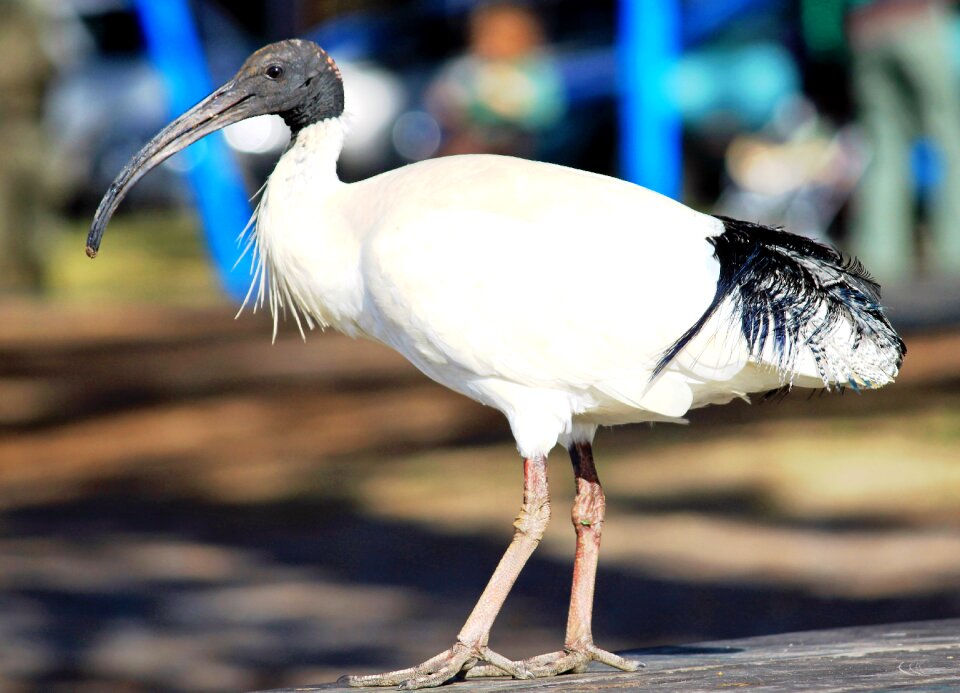 Eastern plumage bill photo