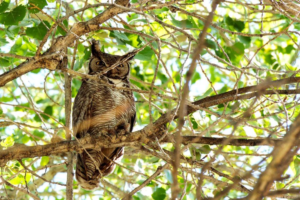 Great Horned Owl