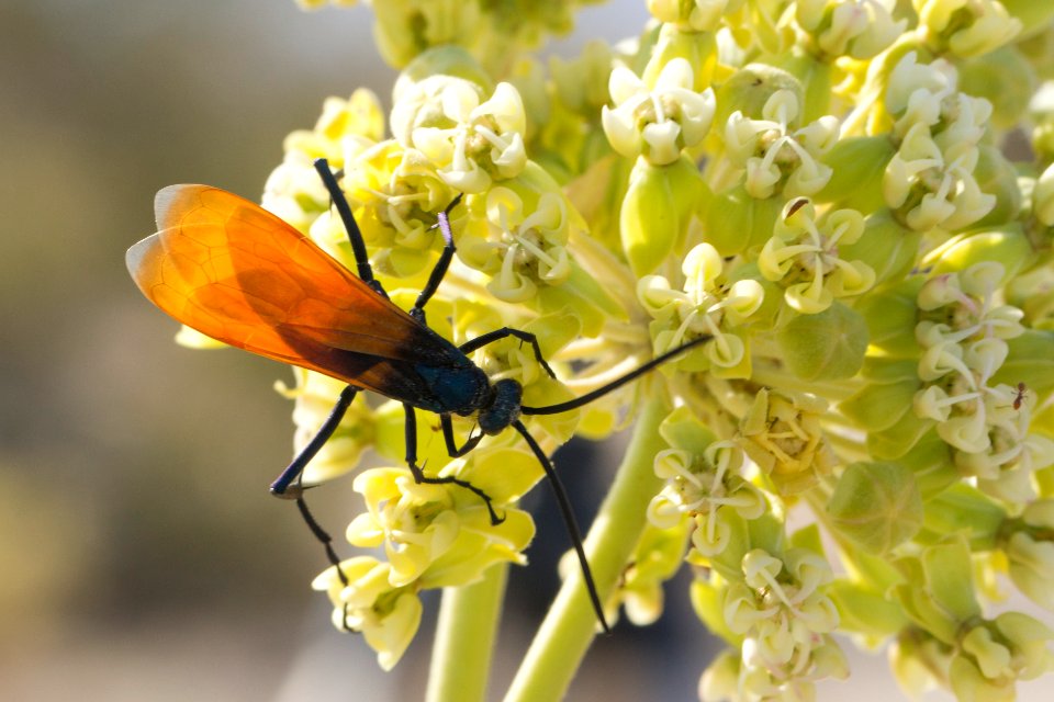 Tarantula hawk (Pepsis sp.)