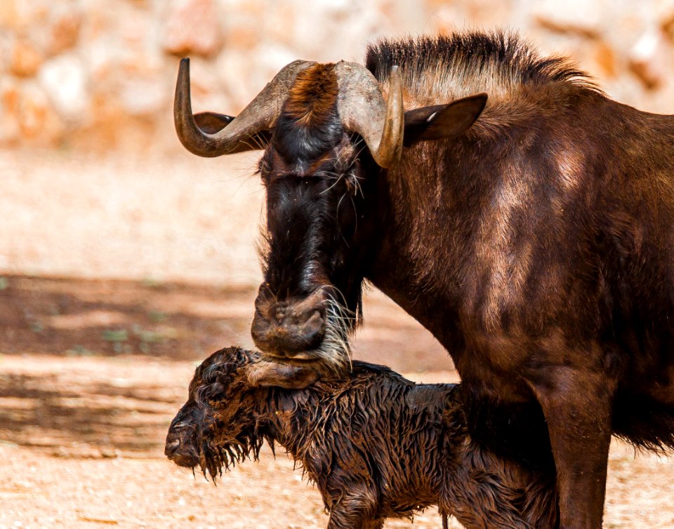 Parto en el zoo de Córdoba