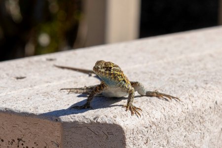 Common side-blotched lizard (Uta stansburiana) at Oasis Visitor Center photo