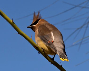 Cedar Waxwing photo