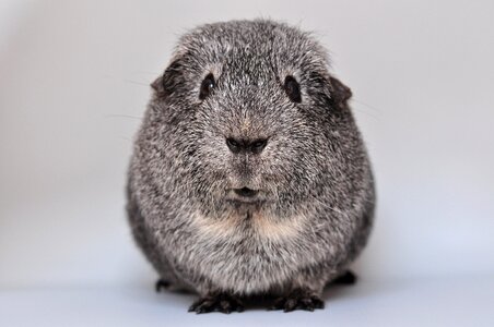 Silver from the front portrait