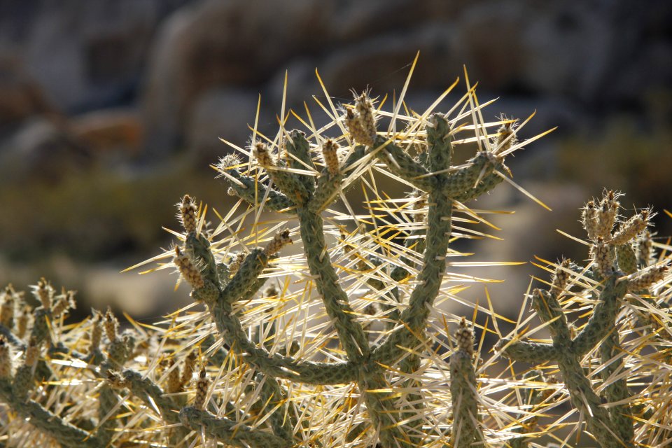 Pencil cholla (Cylindropuntia ramosissima); Indian Cove Campground