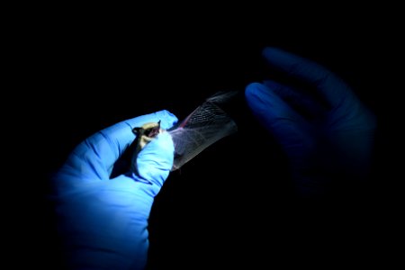 Bat Research photo