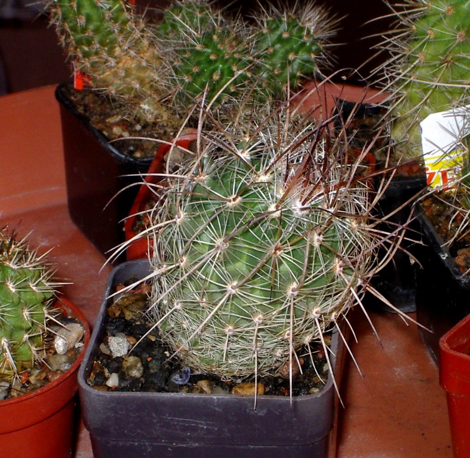 Thalocactus conothelos argenteus La Ascension [Author PTKS Public Domain]