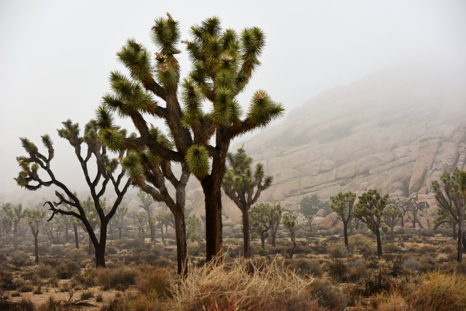Foggy Day in Joshua Tree National Park