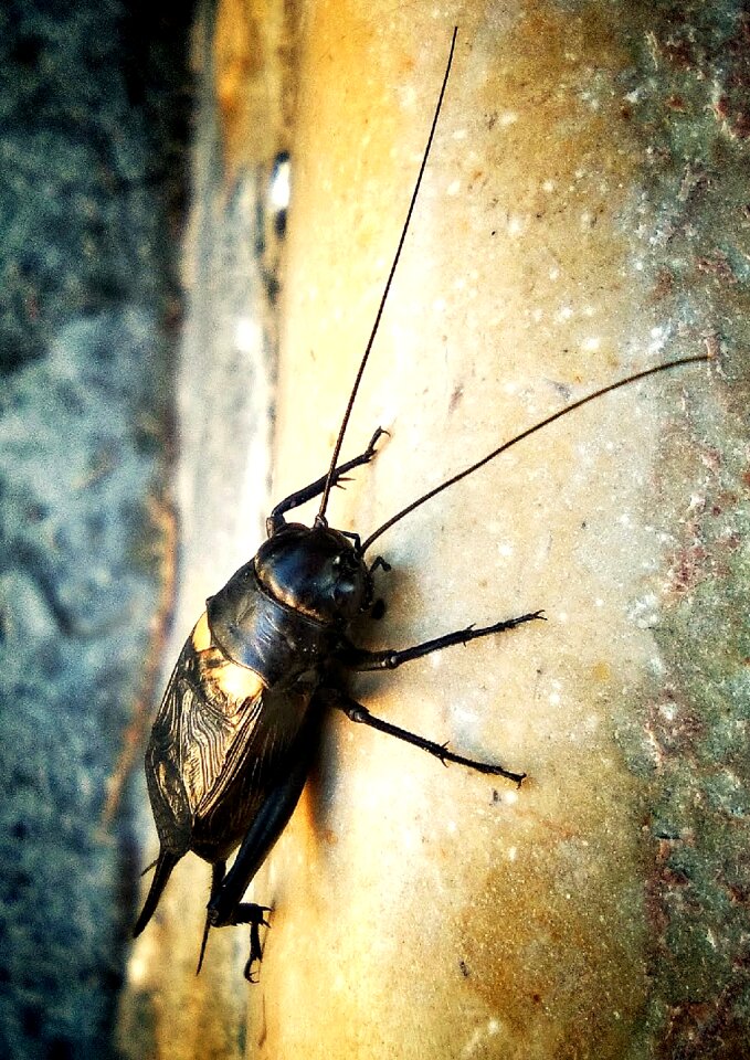 Antennas black macro