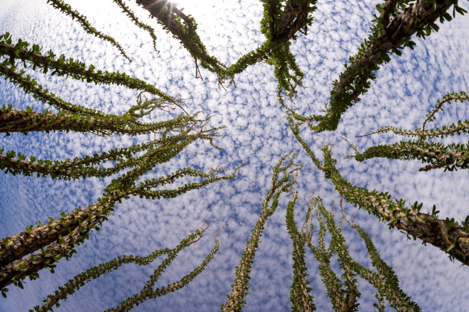 Cirrocumulus Over Ocotillo