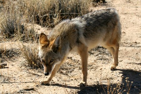 Coyote (Canis latrans) photo