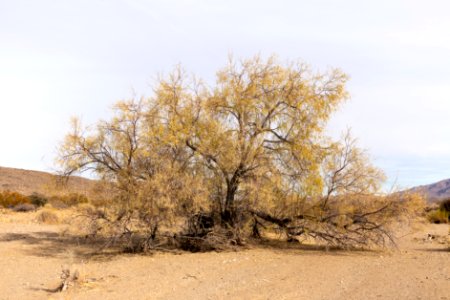 Desert willow (Chilopsis linearis) near Pinkham Canyon Road photo