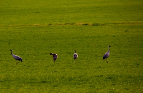 Esteparias ZEPA alto Guadiato