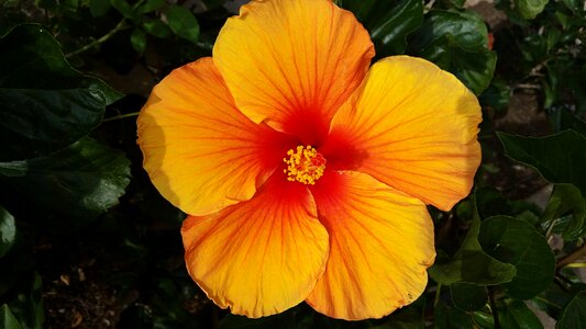 Open flower hibiscus flower happy flower
