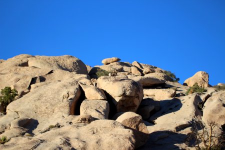 Desert Bighorn Sheep photo