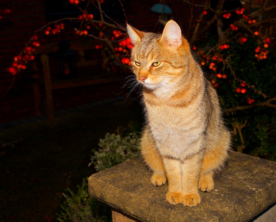 Cat face sweet domestic cat