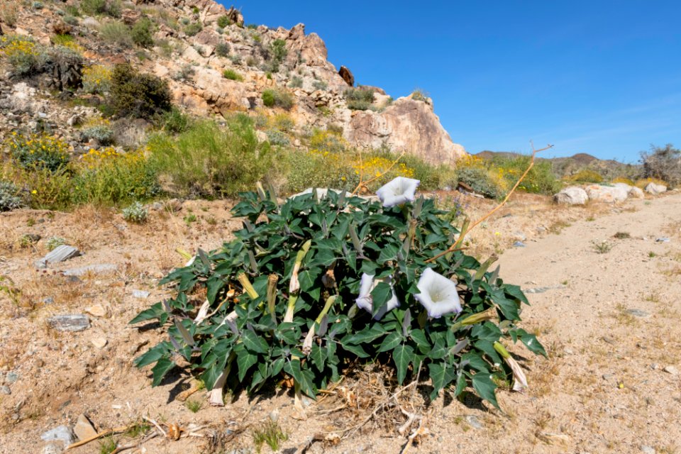 Sacred Datura (Datura wrightii) on Pinto Basin Road