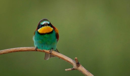 Un día de hide en la campiña de Córdoba