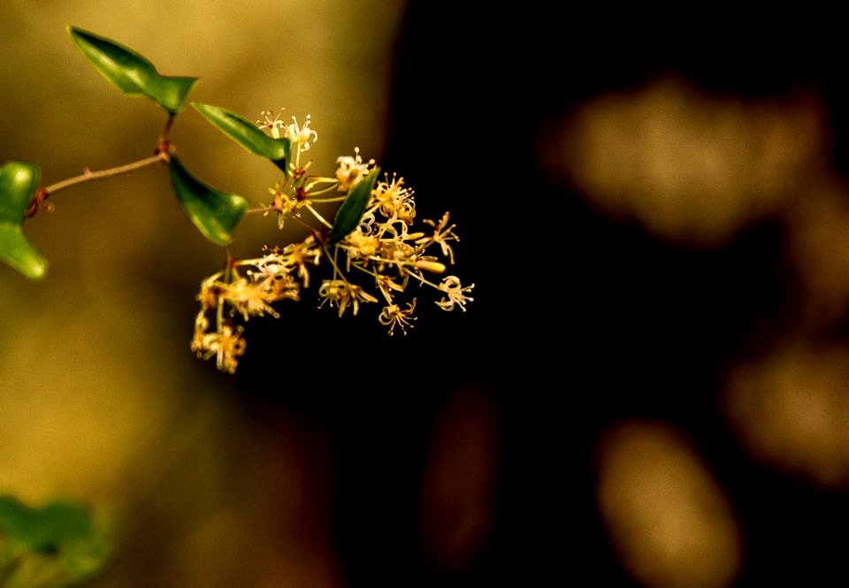 Fotografiando el Otoño