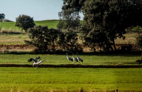 Esteparias ZEPA alto Guadiato