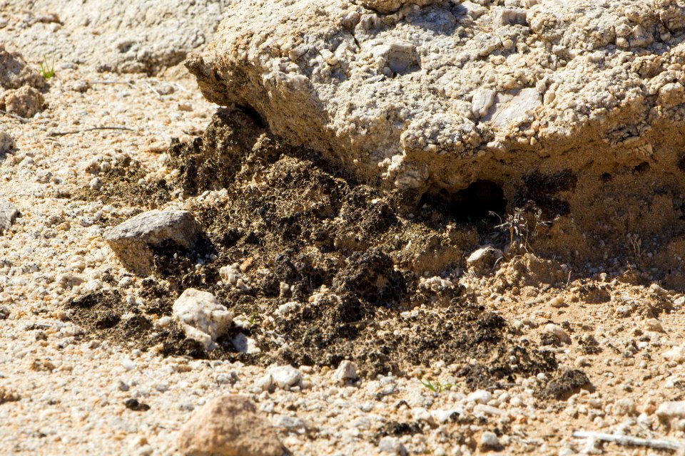 Cryptobiologic soil near the Coxcomb Mountains