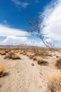 Desert tortoise walking in the Pinto Basin photo