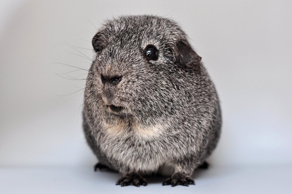 Silver black and white loh rodent
