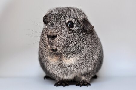 Silver black and white loh rodent