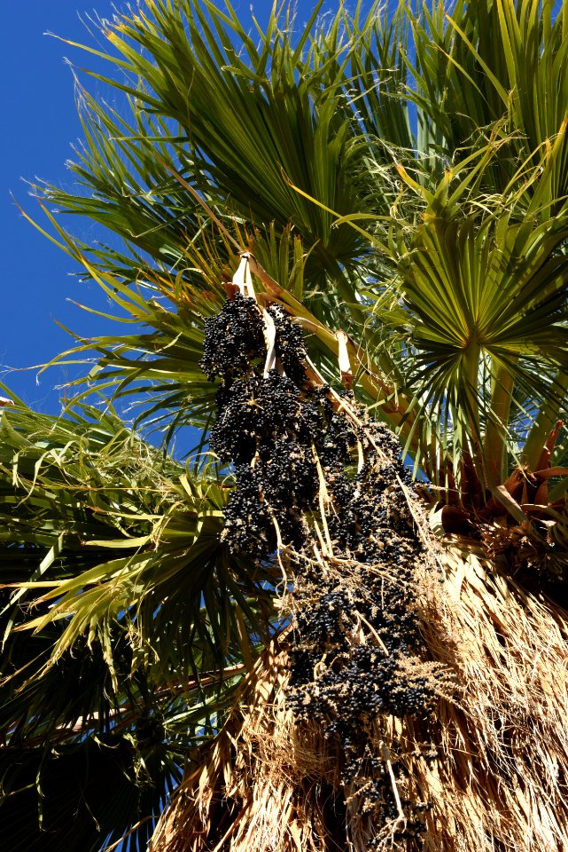 Fruits of the desert palm trees.