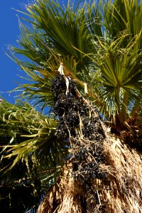 Fruits of the desert palm trees.