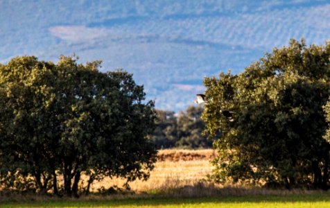 Esteparias ZEPA alto Guadiato