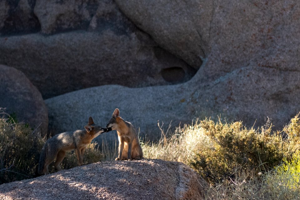Gray Fox (Urocyon cinereoargenteus scottii)