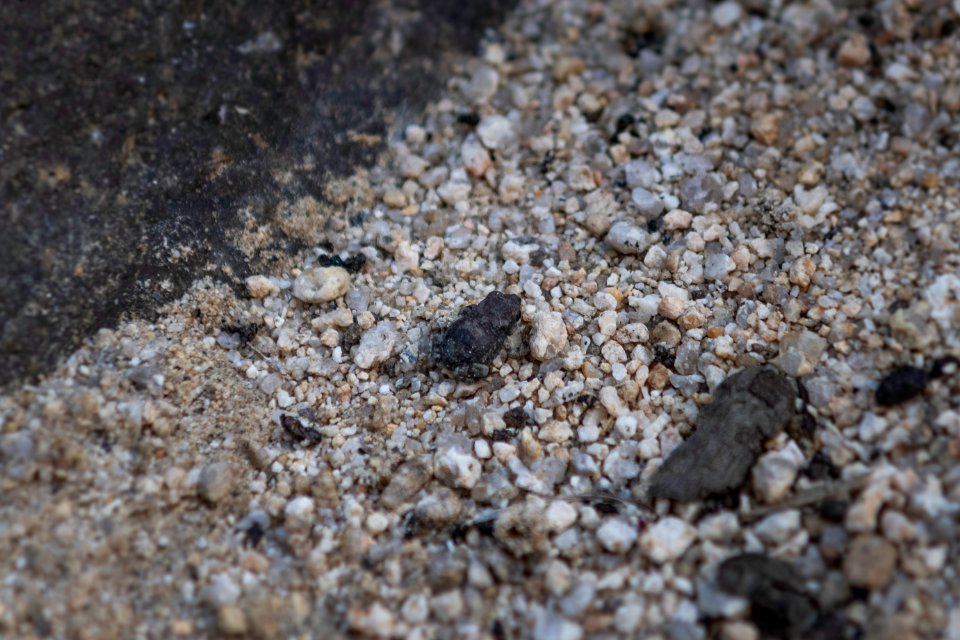 Red spotted toad (anaxyrus punctatus)