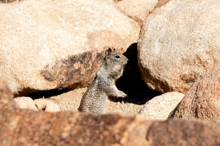 California ground squirrel (Otospermophilus beecheyi parvulus) near Split Rock Trail photo