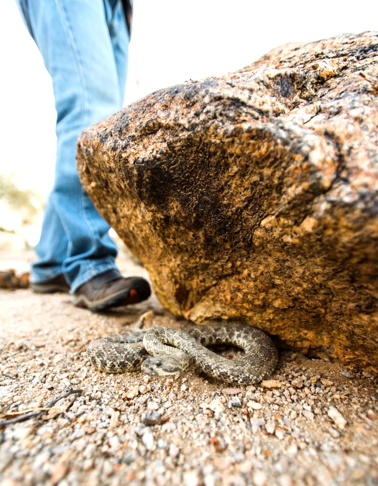 Rattlesnake Safety: Don't place hands or feet in places you cannot see.