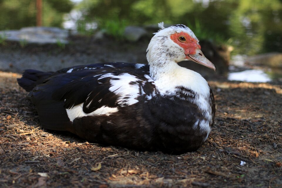 One 1 domestic duck