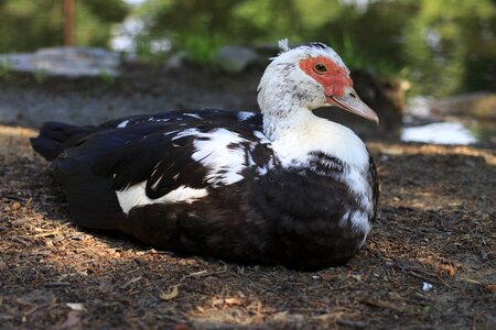 One 1 domestic duck