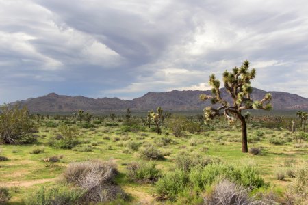 Grass near Sheep's Pass Campground; 8/6/15