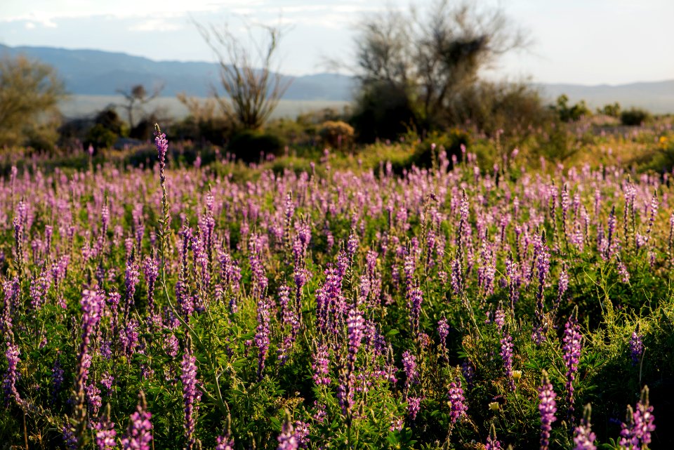 Arizona Lupine near Cottonwood