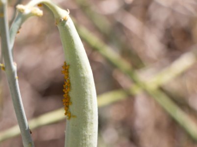 Milkweed aphids