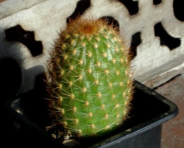 Haageocereus seticeps [Author PTKS Public Domain]