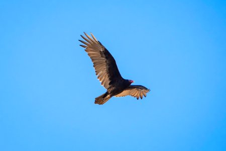 Turkey vulture (Cathartes aura) near Cottonwood Springs