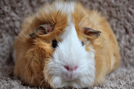 Pet rodent nager