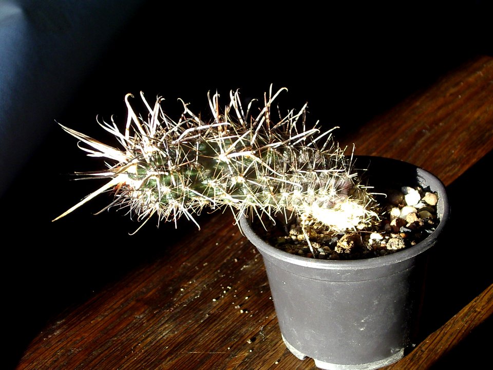 Austrocactus bertinii (patagonicus) [Author PTKS Public Domain]