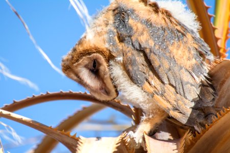 Sleepy Barn Owl photo