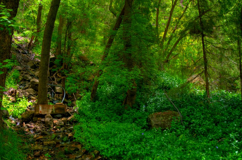 Little L.O. Trail No. 6