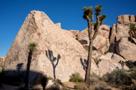 Joshua tree and shadow photo