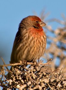 House Finch (Haemorhous mexicanus)