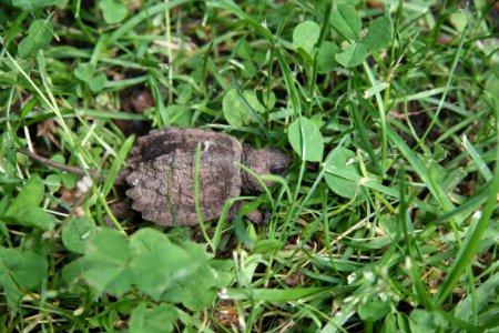 Baby Snapping Turtle