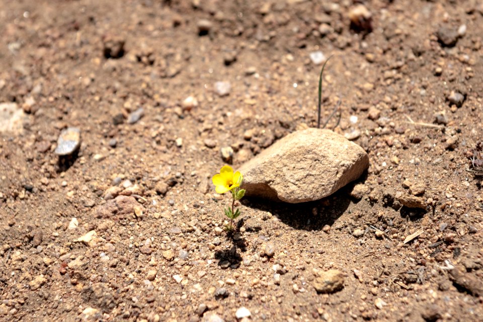 Small golden linanthus (Leptosiphon aureus) on the desert floor