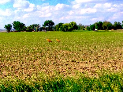 Crane In Some Cane